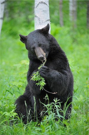 Black Bear in Forest, Minnesota, USA Foto de stock - Sin royalties Premium, Código: 600-03333563