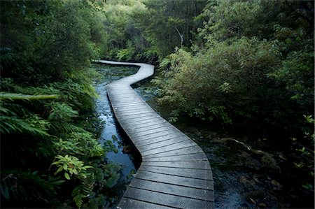 forest walk - Winding Boardwalk through Forest, Pohara, Golden Bay District, Nelson Region, South Island, New Zealand Stock Photo - Premium Royalty-Free, Code: 600-03367359
