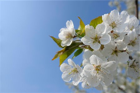 Cherry Blossom, Lake Neusiedl, Burgenland, Austria Stock Photo - Premium Royalty-Free, Code: 600-03361625