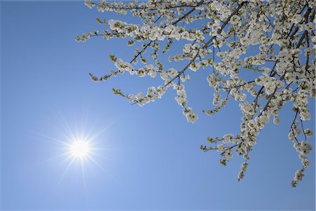 Cherry Blossom, Lake Neusiedl, Burgenland, Austria Foto de stock - Royalty Free Premium, Número: 600-03361627