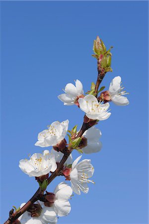 Cherry Blossom, Lake Neusiedl, Breitenbrunn, Burgenland, Austria Foto de stock - Sin royalties Premium, Código: 600-03361622