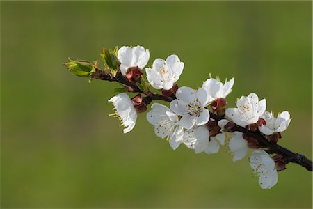 Cherry Blossom, Lake Neusiedl, Breitenbrunn, Burgenland, Austria Foto de stock - Sin royalties Premium, Código: 600-03361623