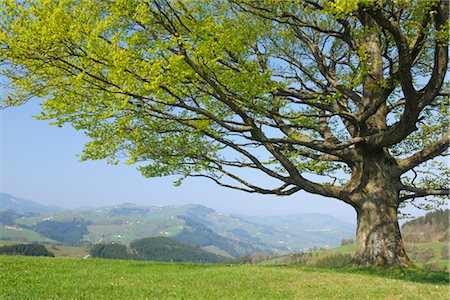 Beech tree in Spring, Mostviertel, Lower Austria, Austria Stock Photo - Premium Royalty-Free, Code: 600-03361634