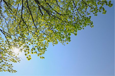 Beech tree in Spring, Mostviertel, Lower Austria, Austria Foto de stock - Sin royalties Premium, Código: 600-03361635