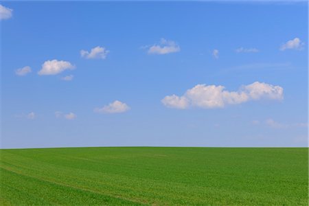 Corn Field in Spring, Halbturn, Burgenland, Austria Foto de stock - Sin royalties Premium, Código: 600-03361632