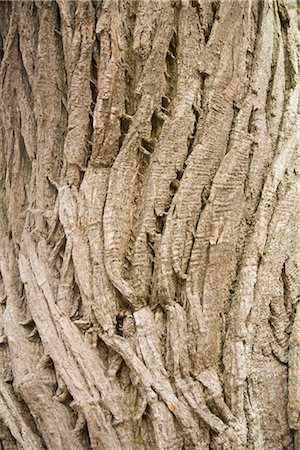 Close Up of Tree Bark Stock Photo - Premium Royalty-Free, Code: 600-03392444