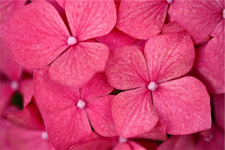 Gros plan des hortensias Photographie de stock - Premium Libres de Droits, Code: 600-03404359