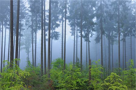 Forest, in Spring, Odenwald, Hesse, Germany Foto de stock - Sin royalties Premium, Código: 600-03404406