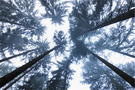 forest sky worms eye view - Low Angle View of Conifers, Odenwald, Hesse, Germany Stock Photo - Premium Royalty-Free, Code: 600-03404407