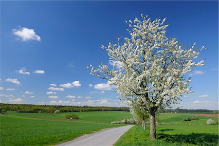 Floraison des cerisiers le long du chemin au printemps, Vielbrunn, Odenwald, Hesse, Allemagne Photographie de stock - Premium Libres de Droits, Code: 600-03404416