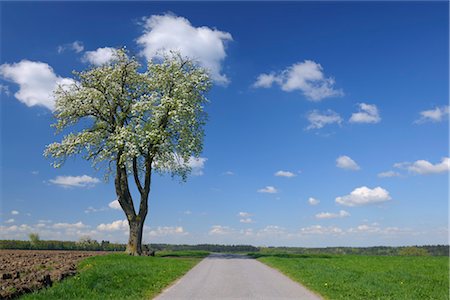 single tree blue sky cloud - Blooming Cherry Tree along Path in Spring, Vielbrunn, Odenwald, Hesse, Germany Stock Photo - Premium Royalty-Free, Code: 600-03404417