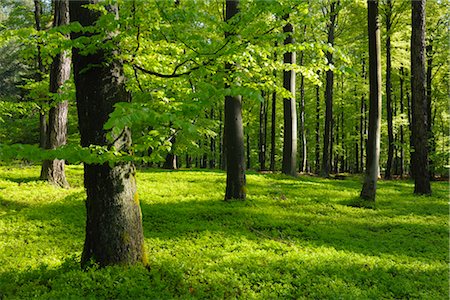 suelo forestal - Beech Forest in Spring, Spessart, Bavaria, Germany Foto de stock - Sin royalties Premium, Código: 600-03404411