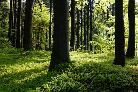 forest floor spring - Beech Forest in Spring, Spessart, Bavaria, Germany Stock Photo - Premium Royalty-Free, Code: 600-03404413