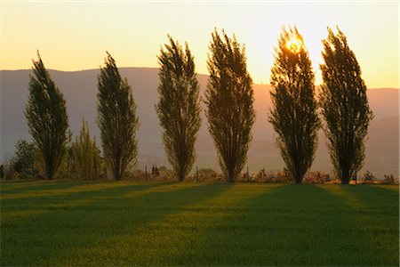 field crop sunrise nobody - Sunset Behind Trees, Streit, Spessart, Bavaria, Germany Foto de stock - Sin royalties Premium, Código: 600-03404425