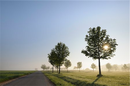 road line lane - Trees along Road in Spring, Grossheubach, Spessart, Bavaria, Germany Stock Photo - Premium Royalty-Free, Code: 600-03404420