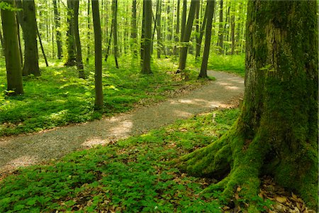 Chemin à travers la forêt de hêtres au printemps, le Parc National Hainich, Thuringe, Allemagne Photographie de stock - Premium Libres de Droits, Code: 600-03404432