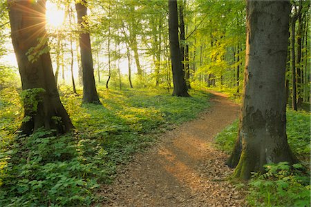 forest park - Path Through Beech Forest in Spring, Hainich National Park, Thuringia, Germany Foto de stock - Sin royalties Premium, Código: 600-03404433