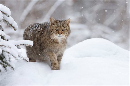 Portrait of European Wildcat Stock Photo - Premium Royalty-Free, Code: 600-03404664