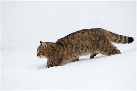 Portrait of European Wildcat Foto de stock - Sin royalties Premium, Código: 600-03404665