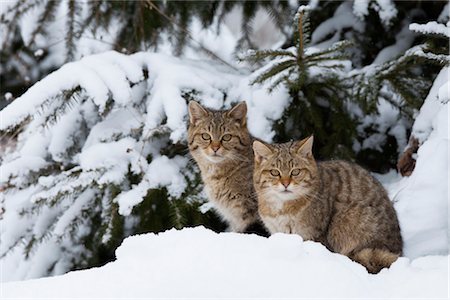 Portrait de Wildcats européens Photographie de stock - Premium Libres de Droits, Code: 600-03404675