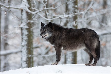 Portrait of Timber Wolf Stock Photo - Premium Royalty-Free, Code: 600-03404679
