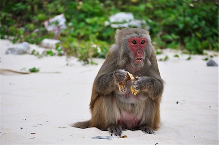 Monkey, Monkey Island, Halong Bay, Quang Ninh Province, Vietnam Foto de stock - Sin royalties Premium, Código: 600-03404684