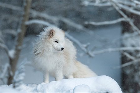 perro salvaje - Arctic Fox Foto de stock - Sin royalties Premium, Código: 600-03404914