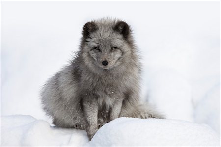 polar region - Arctic Fox Stock Photo - Premium Royalty-Free, Code: 600-03404915