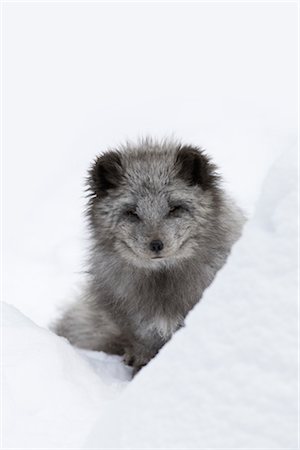 Arctic Fox Foto de stock - Sin royalties Premium, Código: 600-03404916