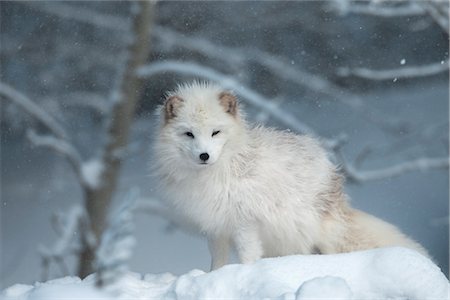 Arctic Fox Foto de stock - Sin royalties Premium, Código: 600-03404913