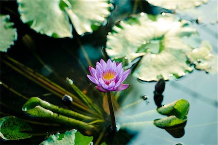 pond top view - Lotus Flower in Pond Stock Photo - Premium Royalty-Free, Code: 600-03405550