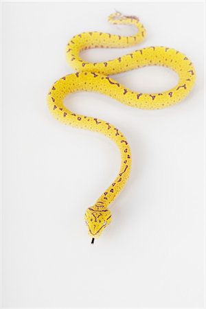 Green Tree Python Stock Photo - Premium Royalty-Free, Code: 600-03405623