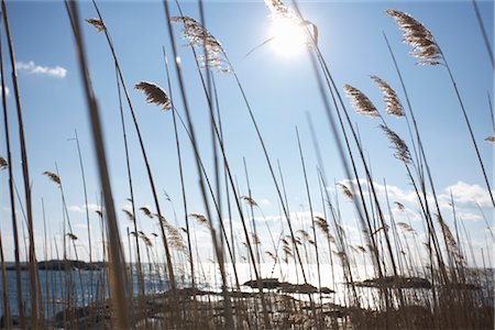 Herbe longue sur la côte, Rhode Island, Etats-Unis Photographie de stock - Premium Libres de Droits, Code: 600-03407226