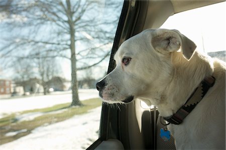 Chien en camion Photographie de stock - Premium Libres de Droits, Code: 600-03407222