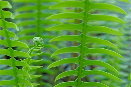 simsearch:700-01993355,k - Close-up of Fern Fronds, Hoh Rainforest, Olympic National Park, Washington State, USA Fotografie stock - Premium Royalty-Free, Codice: 600-03407634