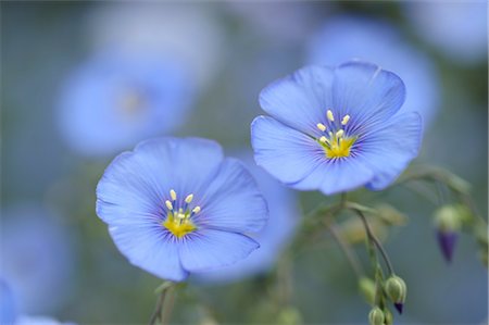 flower macro - Close-up of Flax Flowers, Bavaria, Germany Foto de stock - Sin royalties Premium, Código: 600-03407630