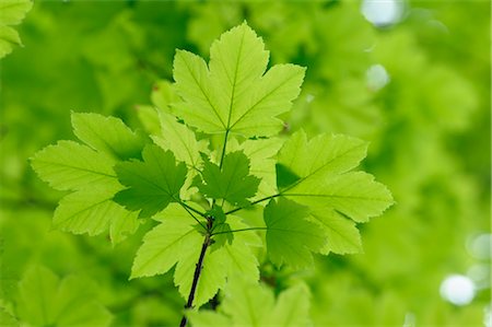 Close-up of Sycamore Maple Leaves, Switzerland Stock Photo - Premium Royalty-Free, Code: 600-03407632