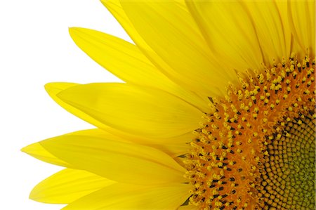 detail of sunflower - Close-up of Sunflower Stock Photo - Premium Royalty-Free, Code: 600-03407647