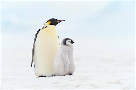 Portrait de manchots empereurs, Snow Hill Island, Antarctica Photographie de stock - Premium Libres de Droits, Code: 600-03407651