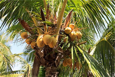 Palm Tree, Varadero, Cuba Stock Photo - Premium Royalty-Free, Code: 600-03403618