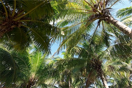 Close-up of Palm Trees, Varadero, Mantanzas, Cuba Stock Photo - Premium Royalty-Free, Code: 600-03403894