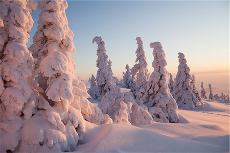 evergreens mountain snow - Snow Covered épicéas, Grosser Arber montagne, la forêt de Bohême, Bavière, Allemagne Photographie de stock - Premium Libres de Droits, Code: 600-03403939