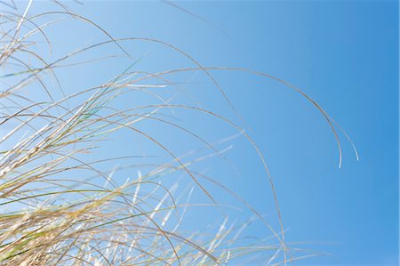 Herbes sur fond de ciel bleu, Hernando Beach, Florida, USA Photographie de stock - Premium Libres de Droits, Code: 600-03439256
