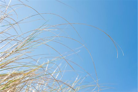 Gras gegen blauen Himmel, Hernando Beach, Florida, USA Stockbilder - Premium RF Lizenzfrei, Bildnummer: 600-03439256