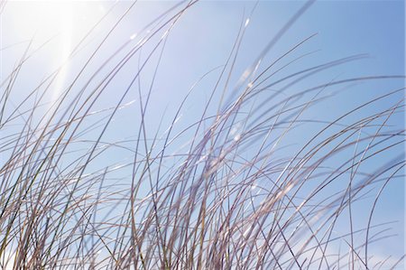 Herbes sur fond de ciel bleu, Hernando Beach, Florida, USA Photographie de stock - Premium Libres de Droits, Code: 600-03439253