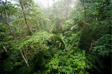 rain forest canopy - Amazon Rainforest, Sacha Lodge, Ecuador Stock Photo - Premium Royalty-Free, Code: 600-03439308