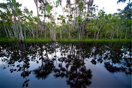 Rivière, Sacha Lodge, Équateur Photographie de stock - Premium Libres de Droits, Code: 600-03439314