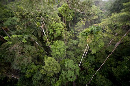 Amazon Rainforest, Sacha Lodge, Ecuador Foto de stock - Sin royalties Premium, Código: 600-03439312