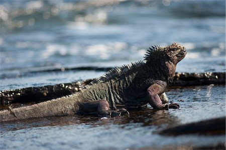 Marine Iguana, Galapagos Islands, Ecuador Foto de stock - Sin royalties Premium, Código: 600-03439395