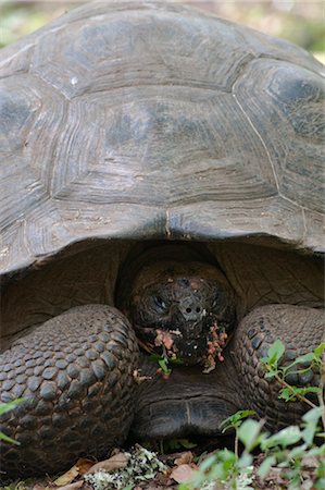 Galapagos Giant Tortoise, île de Santa Cruz, aux îles Galapagos, Equateur Photographie de stock - Premium Libres de Droits, Code: 600-03439398